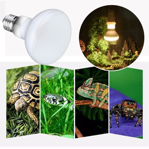 E27 turtle reptile lizard - turtle,