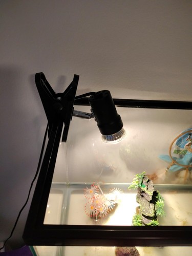 Reptile heat lamp with 50w - heat, uva