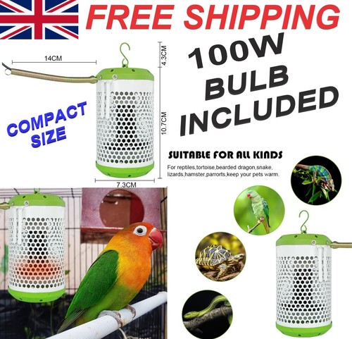 Parrot bird pet reptile - reptile, heat
