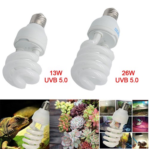Pet screw bulb plant - pet,
